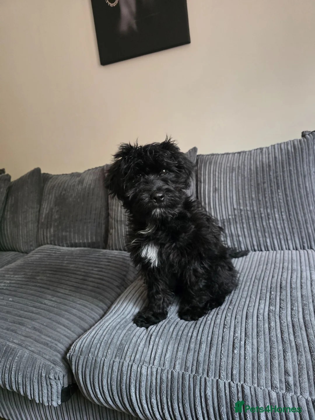 Cockapoo dogs for sale: Adorable 6-Month-Old Mini Cockapoo  - Advert 1