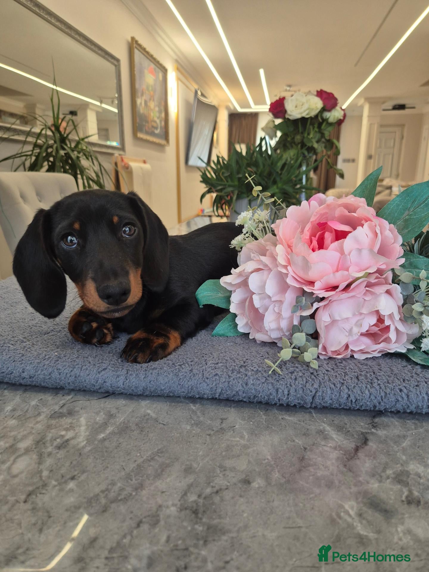 Miniature Dachshund dogs Miniature Dachshund Ready to leave!1 BOY LEFT!💙 - Advert 15