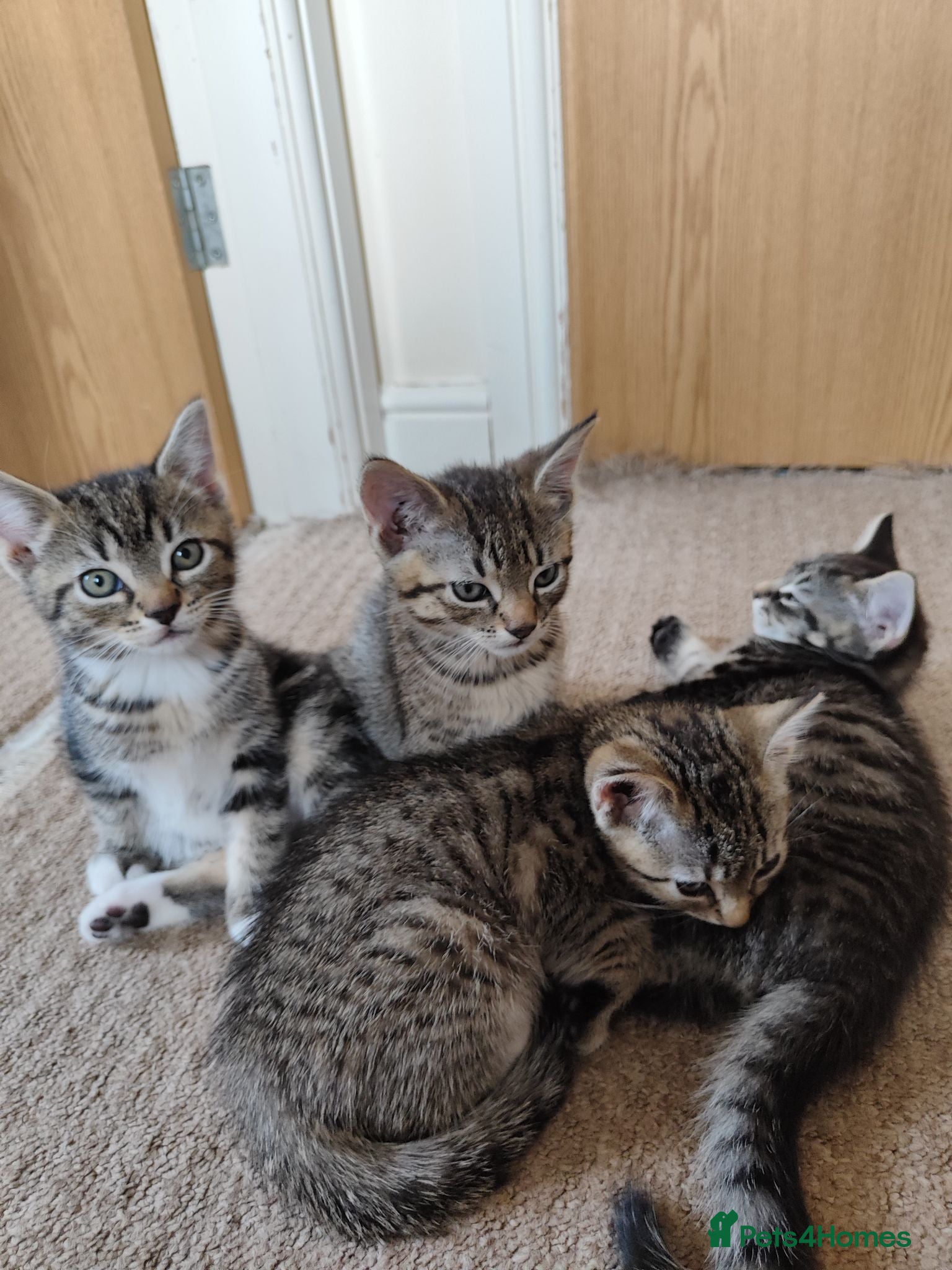 Mixed Breed cats Unique Tabby kittens  looking for a forever home  - Advert 1
