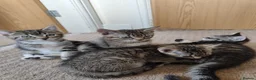 Mixed Breed cats for sale: Unique Tabby kittens   looking for a forever home  in Doncaster - Advert 13