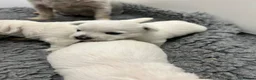 West Highland Terrier dogs for sale: KC Westie  - Advert 2