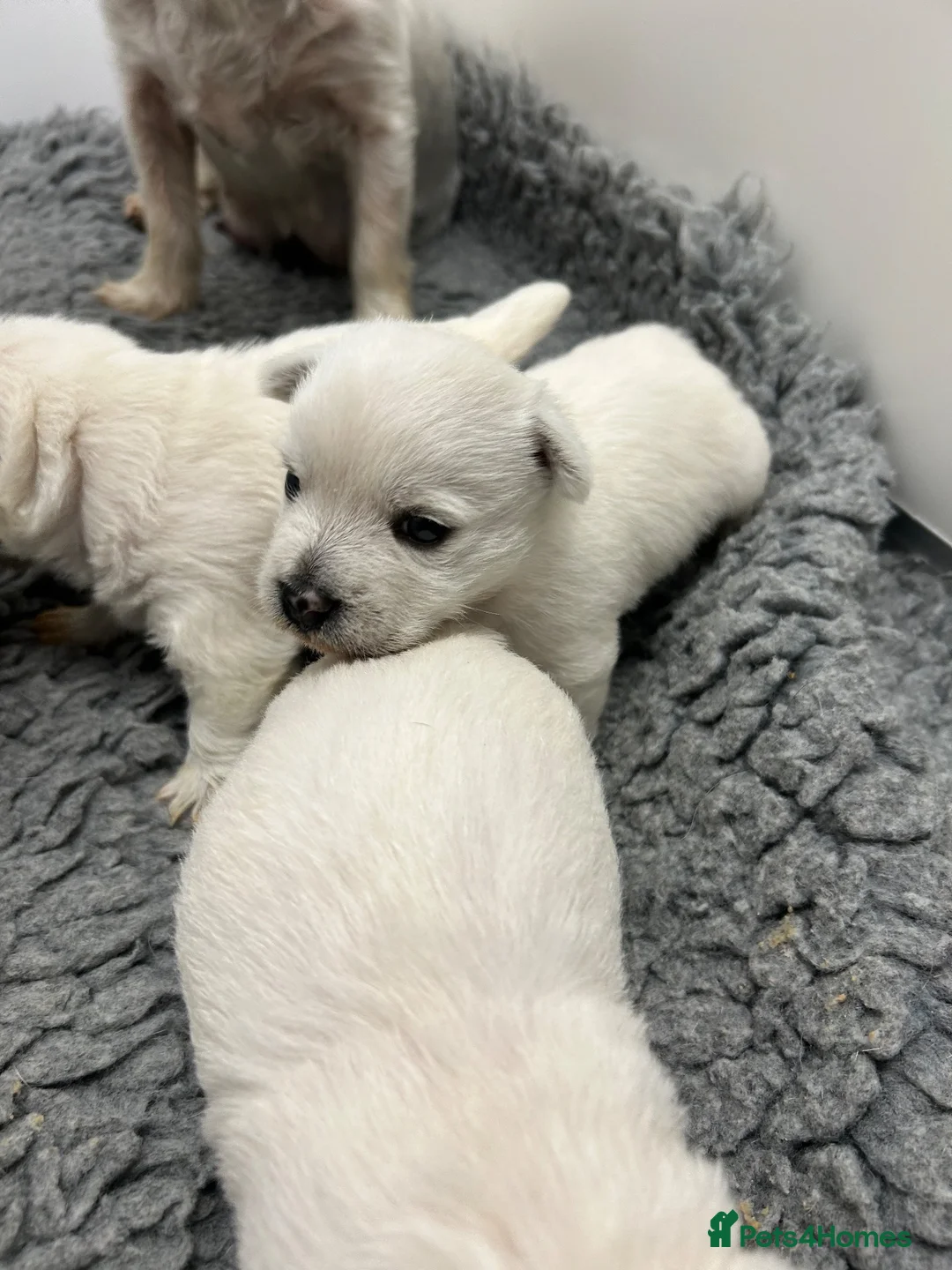 West Highland Terrier dogs for sale: KC Westie  - Advert 2