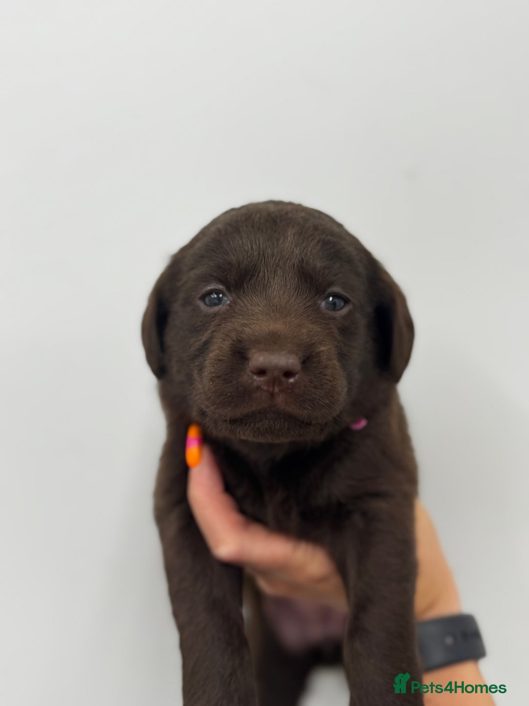 Labrador Retriever dogs for sale: 🤎🖤Outstanding Show Type Labradors🖤🤎KC&fully HT - Image 4