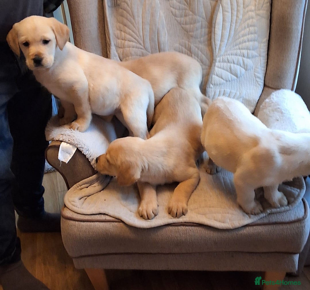 Goldador dogs for sale: Goldador puppies  - Advert 16