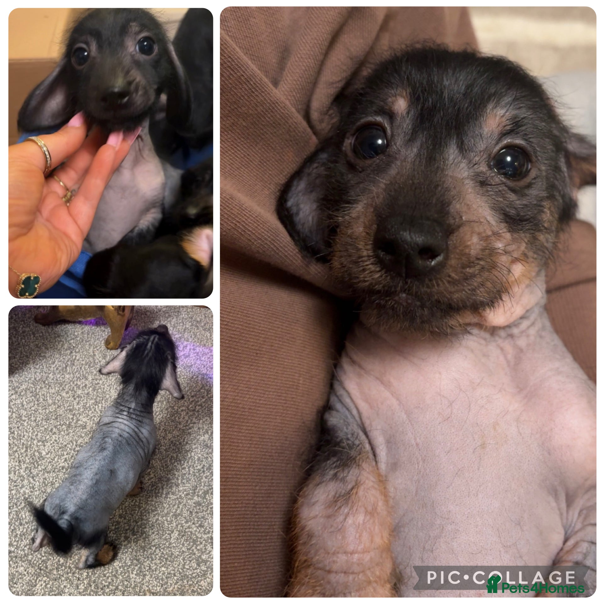 Mixed Breed dogs 1 girl Chinese crested x miniature dachshund  - Advert 6