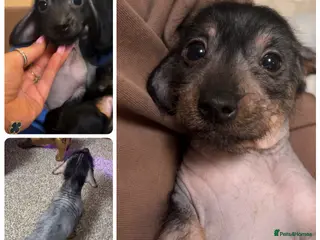 Mixed Breed dogs 1 girl Chinese crested x miniature dachshund - Advert 6