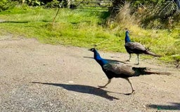 Peafowl poultry for sale: Peacocks male and female  - Image 3