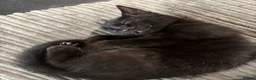 Mixed Breed cats for sale: Male black kitten - Advert 2