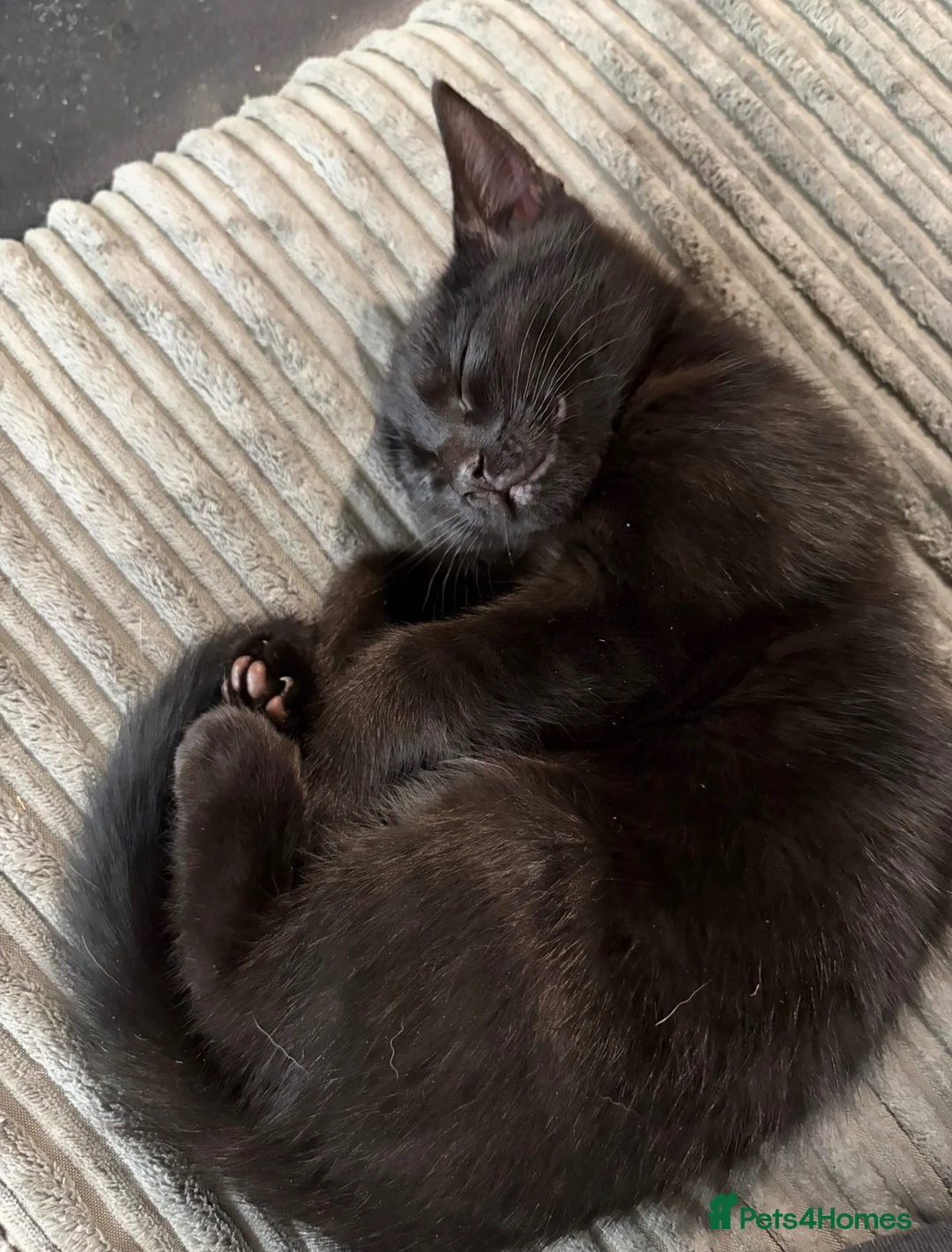 Mixed Breed cats for sale: Male black kitten - Advert 2