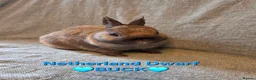 Netherland Dwarf rabbits for sale: 14 week old pure Netherland Dwarf 🩵 - Advert 3