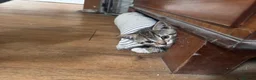 Mixed Breed cats for sale: 5 beautiful kittens  - Advert 22