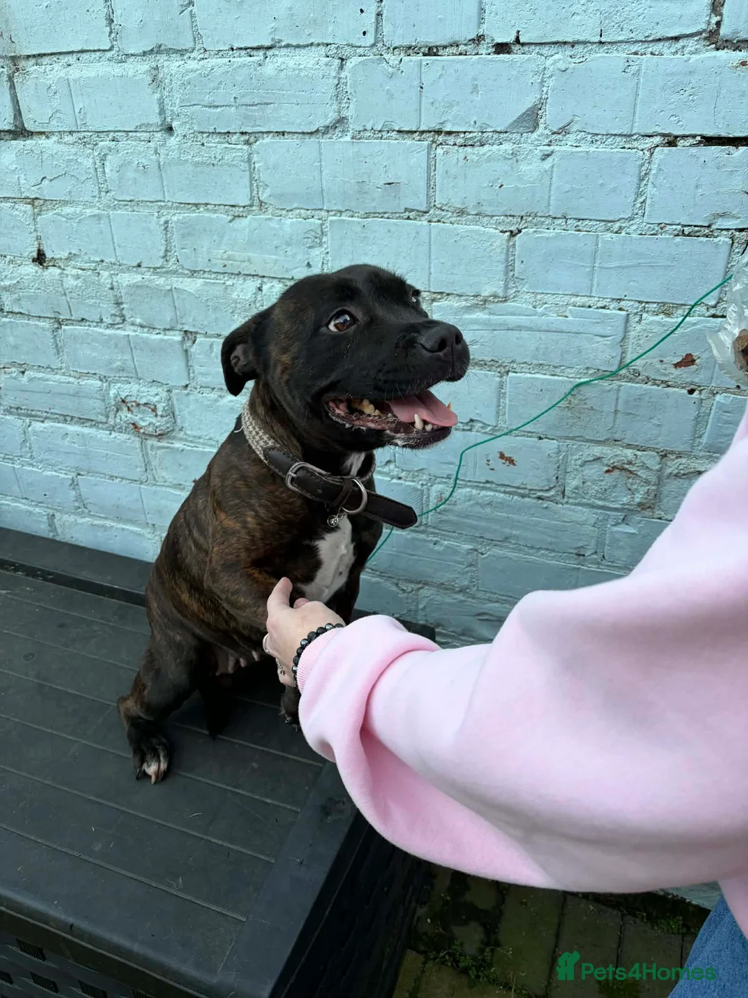 Staffordshire Bull Terrier dogs for sale: 4 year old Star looking for a loving home - Advert 1