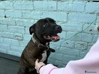 Staffordshire Bull Terrier dogs 4 year old Star looking for a loving home - Advert 1