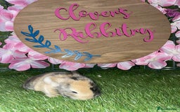 Netherland Dwarf rabbits for sale:  pedigree Neverland dwarf also have mini lops   - Image 9