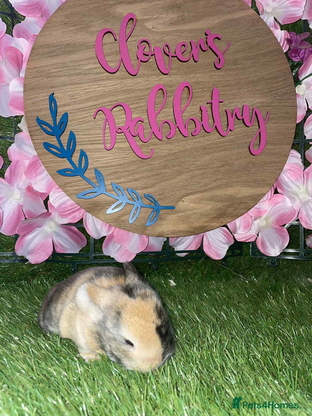 Netherland Dwarf rabbits for sale:  pedigree Neverland dwarf also have mini lops   - Image 9