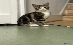 Domestic Shorthair cats for sale: 12 week old female Tabby kitten - Image 4