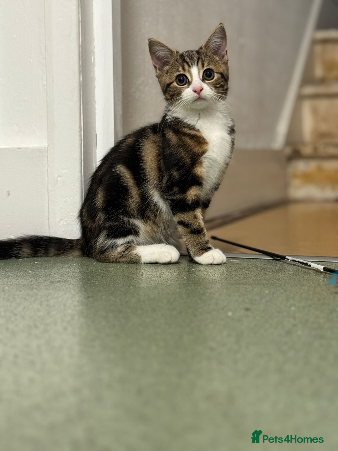 Domestic Shorthair cats for sale: 12 week old female Tabby kitten - Image 4