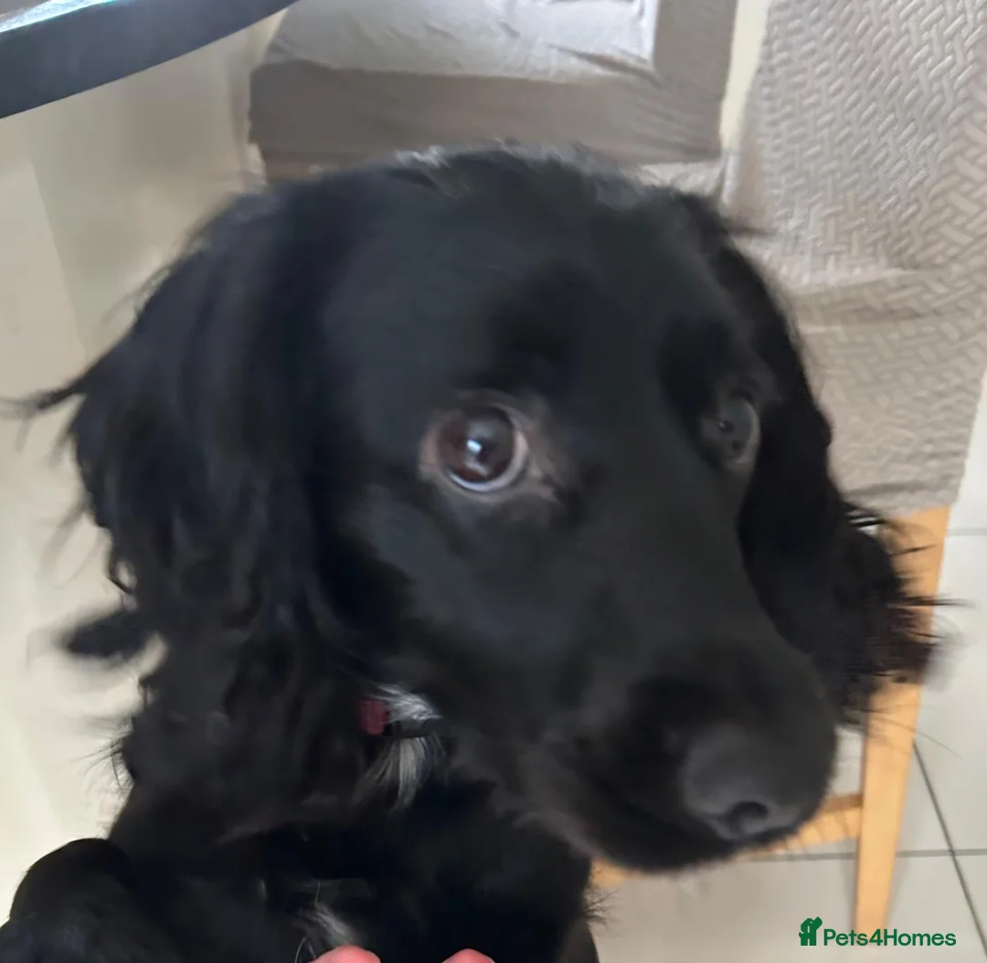 Cocker Spaniel dogs for sale: Family Cocker Spaniel  - Advert 1