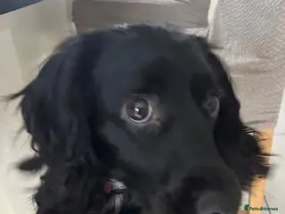 Cocker Spaniel dogs Family Cocker Spaniel (working) - Advert 6