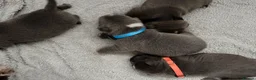 Staffordshire Bull Terrier dogs for sale: Beautiful litter of 6 KC Reg blue SBT PUPS - Advert 30