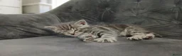 Mixed Breed cats for sale: Grey tabby kitten - Advert 2
