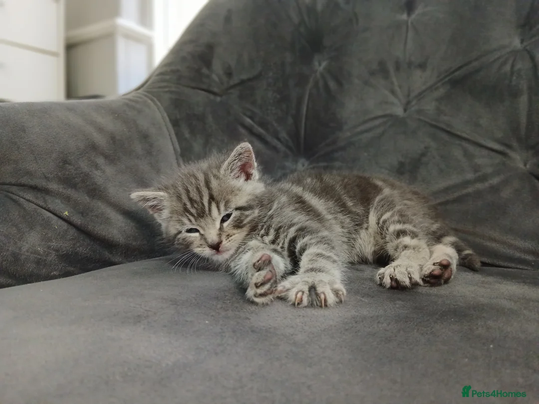 Mixed Breed cats for sale: Grey tabby kitten - Advert 2