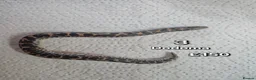 Boa Snake reptiles for sale: Baby Sand Boas Available (mix of morphs) - Advert 2
