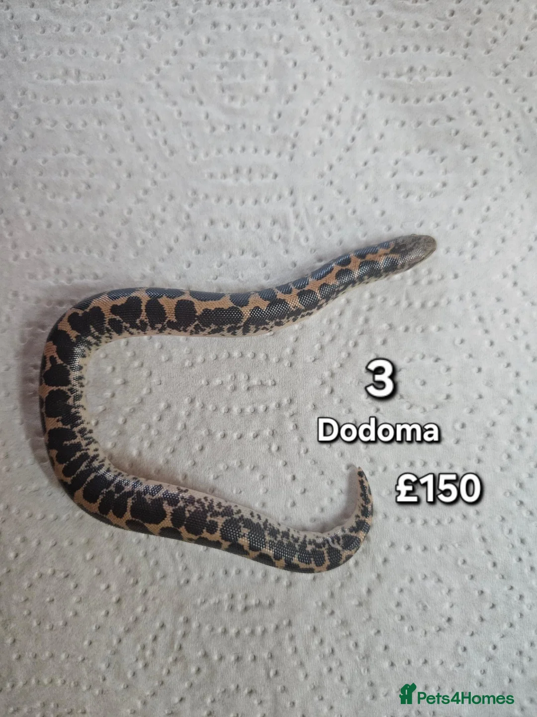 Boa Snake reptiles for sale: Baby Sand Boas Available (mix of morphs) - Advert 2