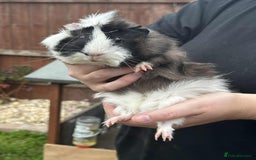 Guinea Pig rodents for sale: Male guinea pig  - Image 1