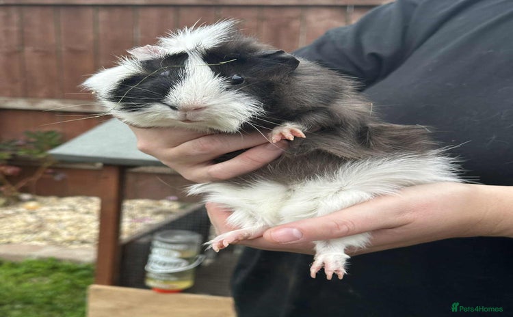 Guinea Pig rodents - Advert 1