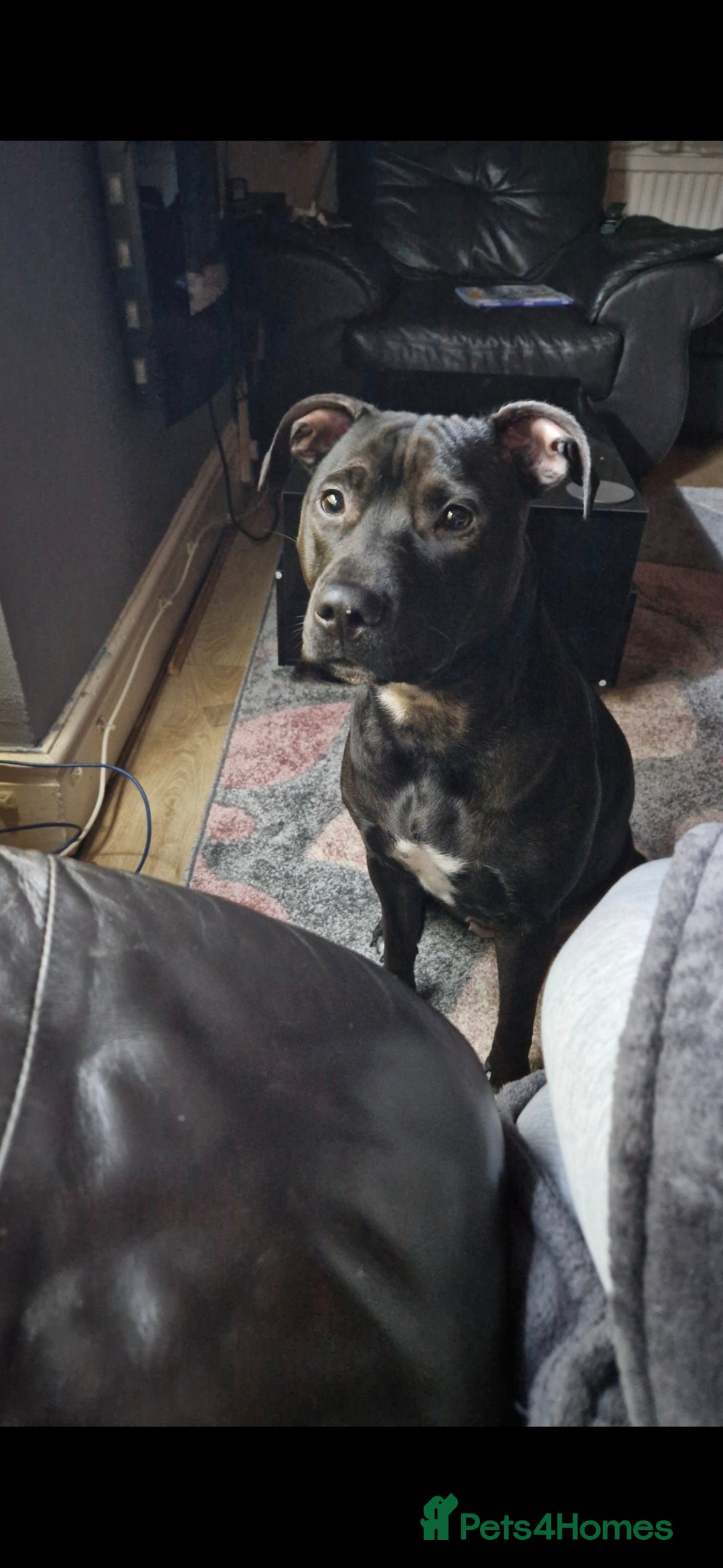 Mixed Breed dogs Chaffie Pups - Advert 11