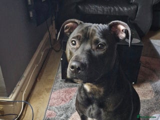 Mixed Breed dogs Chaffie Pups - Advert 10