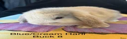 Mini Lop rabbits for sale: Mini Lops - Advert 7