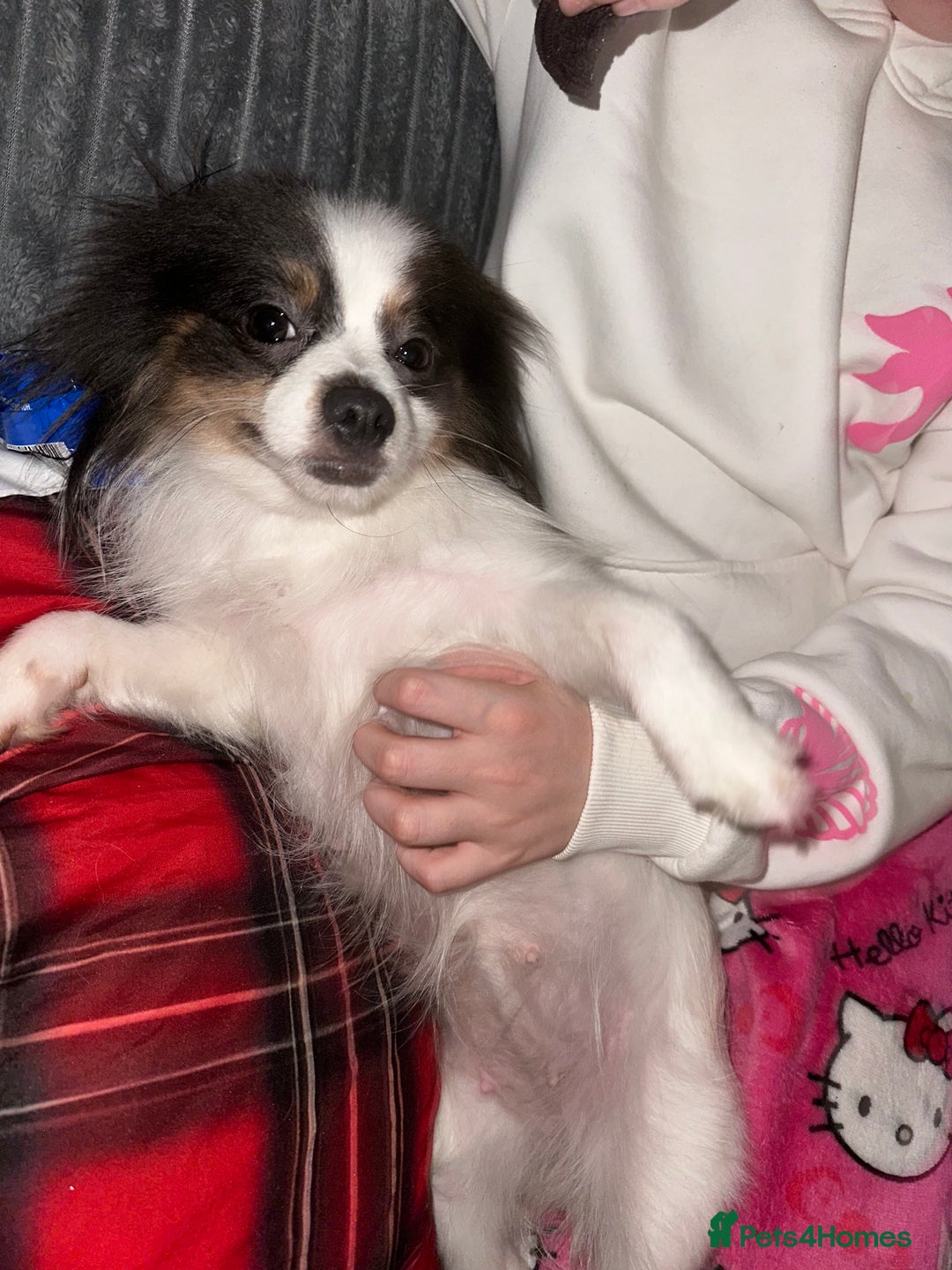 Pomeranian dogs for sale: Beautiful blue and white Pomeranian girl 2 years - Advert 3