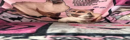 Devon Rex cats for sale: Devon Rex Kittens – Two Boys & One Girl ❤️ - Advert 5