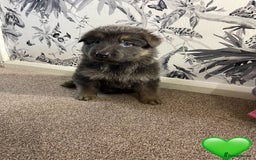 German Shepherd dogs for sale: German shepherd puppies  - Image 1