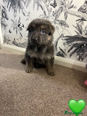 German Shepherd dogs - Advert 1