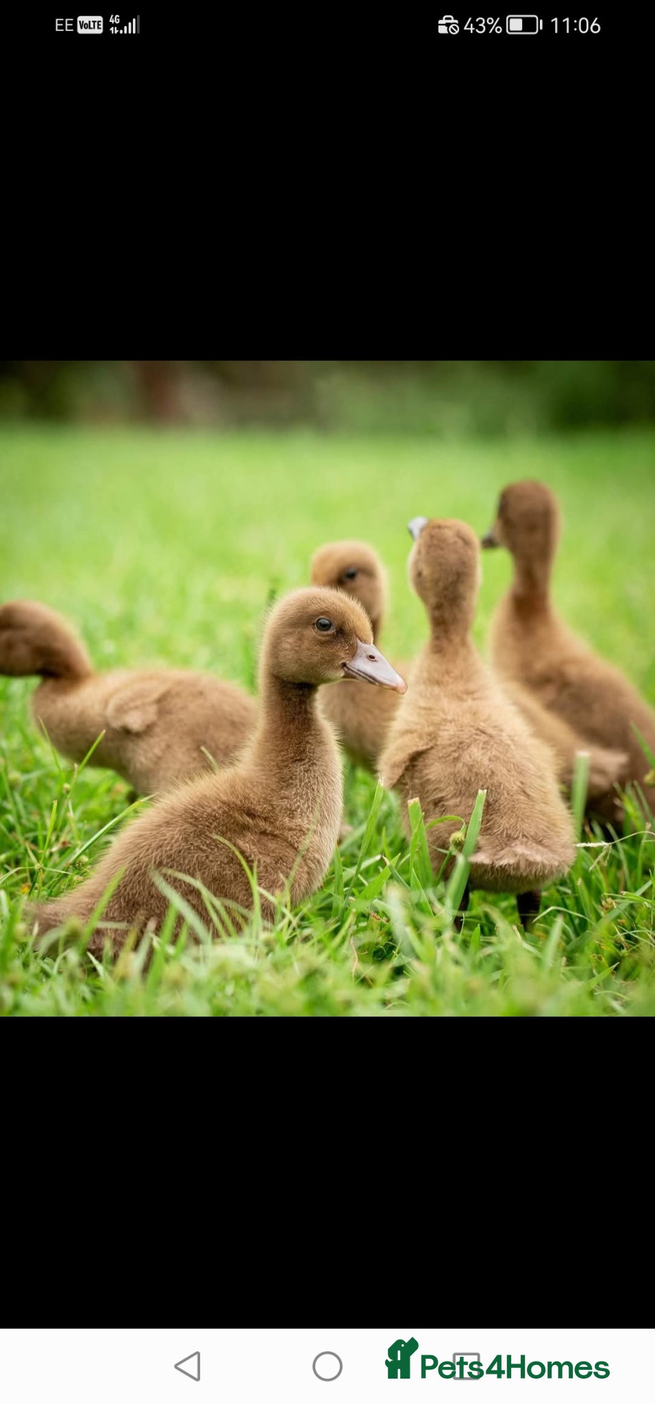 Ducks poultry Khaki Campbell Ducklings - Advert 1