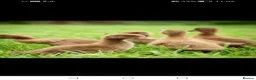Ducks poultry for sale: Khaki Campbell Ducklings - Advert 1