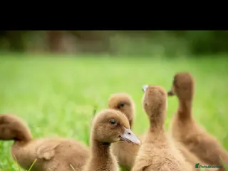 Ducks poultry Khaki Campbell Ducklings - Advert 8
