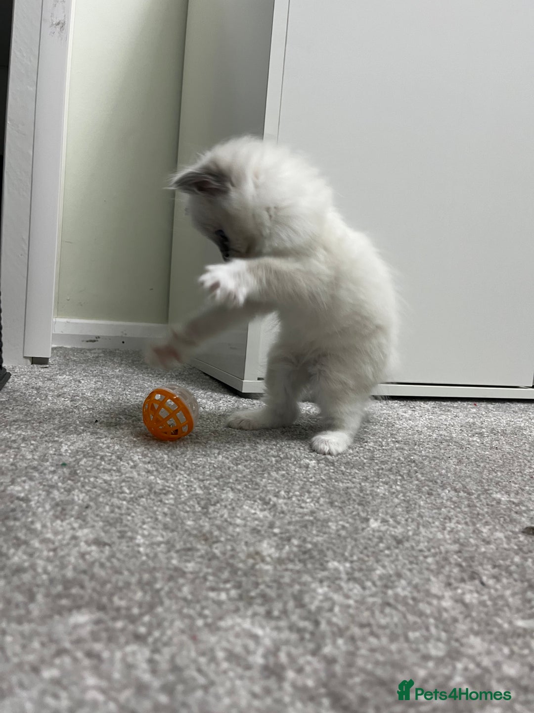 Ragdoll cats for sale: Blue point Ragdoll girl - Advert 5