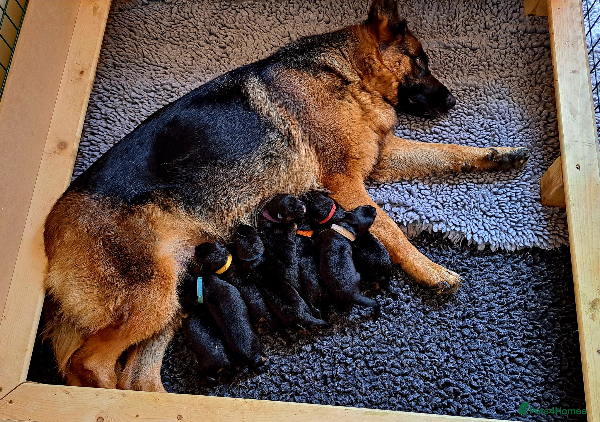German Shepherd dogs Beautiful Chunky German Shepherd Puppies  - Advert 1