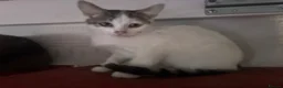 British Shorthair cats for sale: 5 cute British shorthair breed kittens  in Ilford - Advert 6
