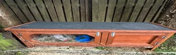 Mini Lop rabbits for sale: Mini lop rabbit  - Advert 3