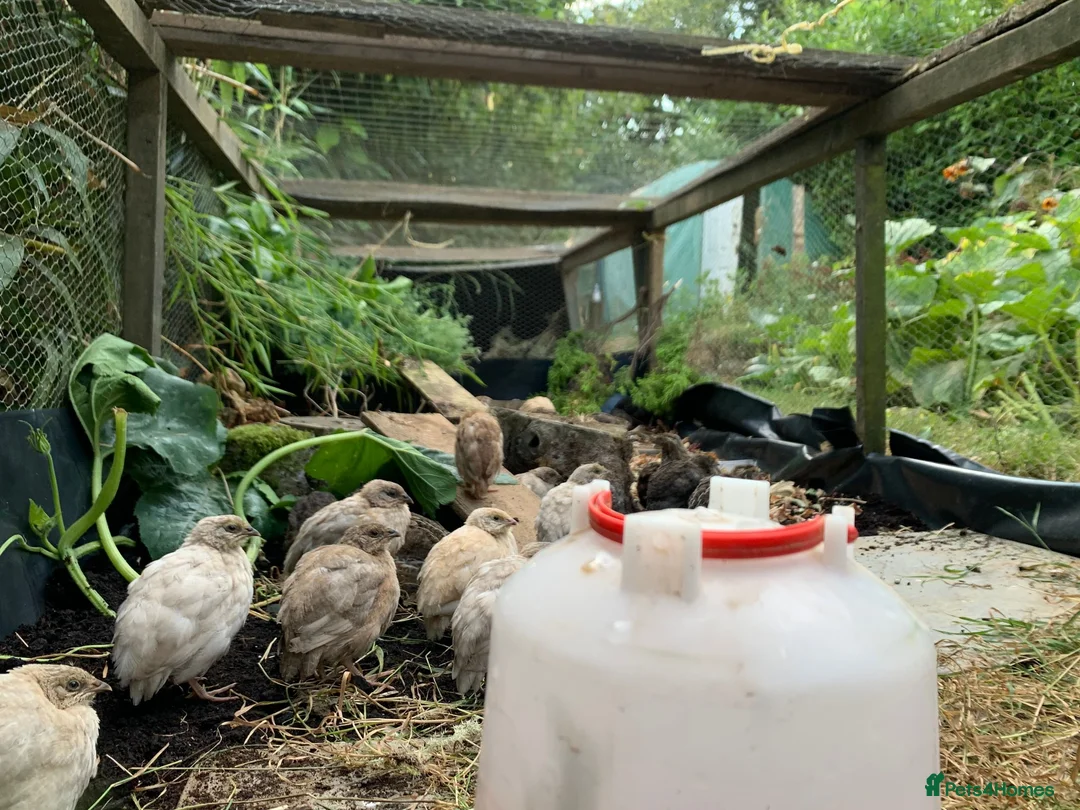 Quail poultry for sale: coturnix quail / Japanese Quail  - Advert 1