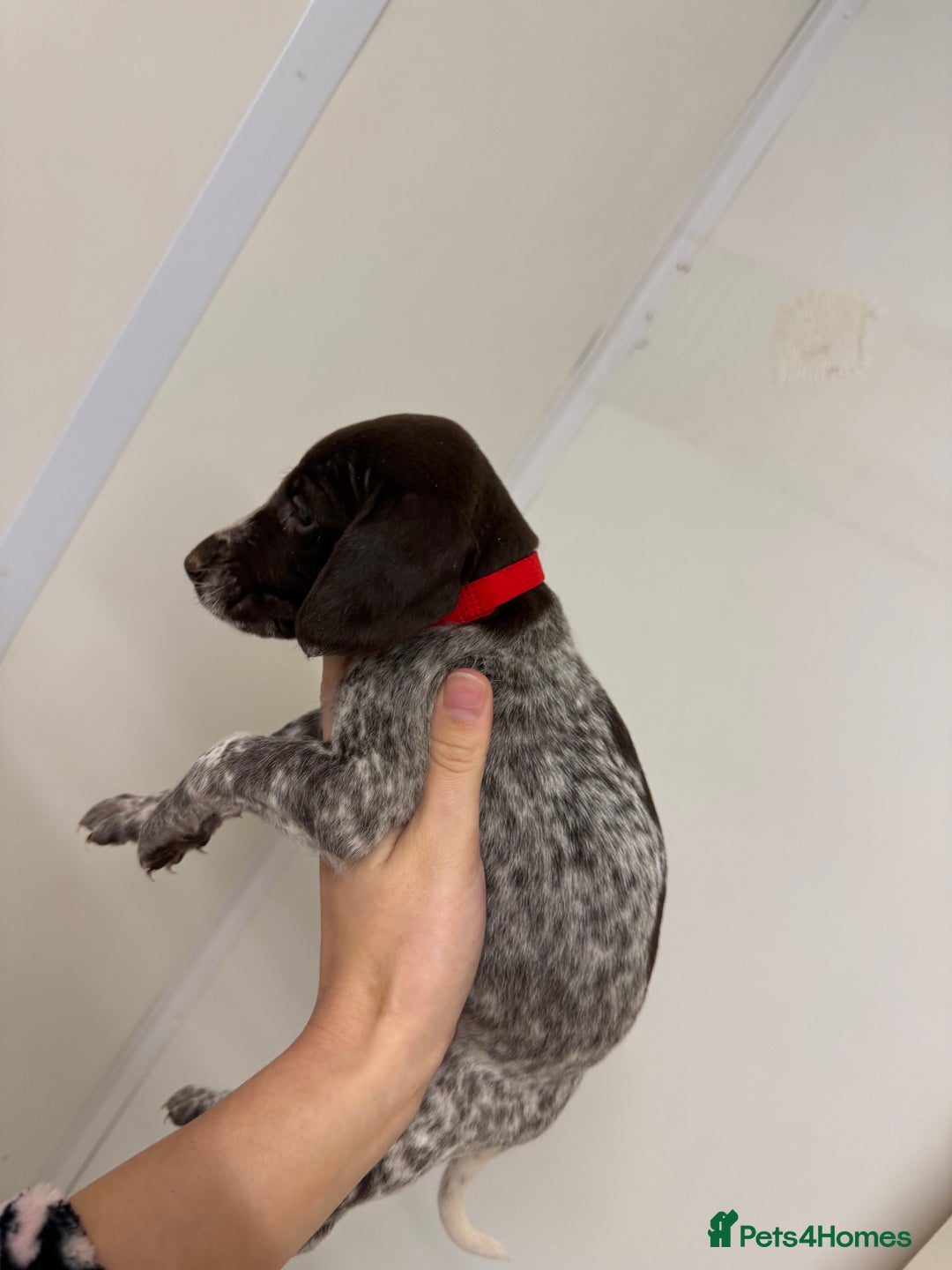 German Wirehaired Pointer dogs for sale: 11 German Wirehaired Pointer Puppys - Advert 13