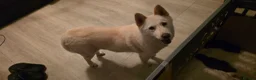 Mixed Breed dogs for sale: 5 adorable female chowskis  - Advert 16