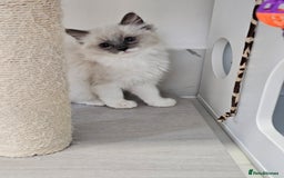 Ragdoll cats for sale: Blue Bicolor kittens 😸  - Image 19