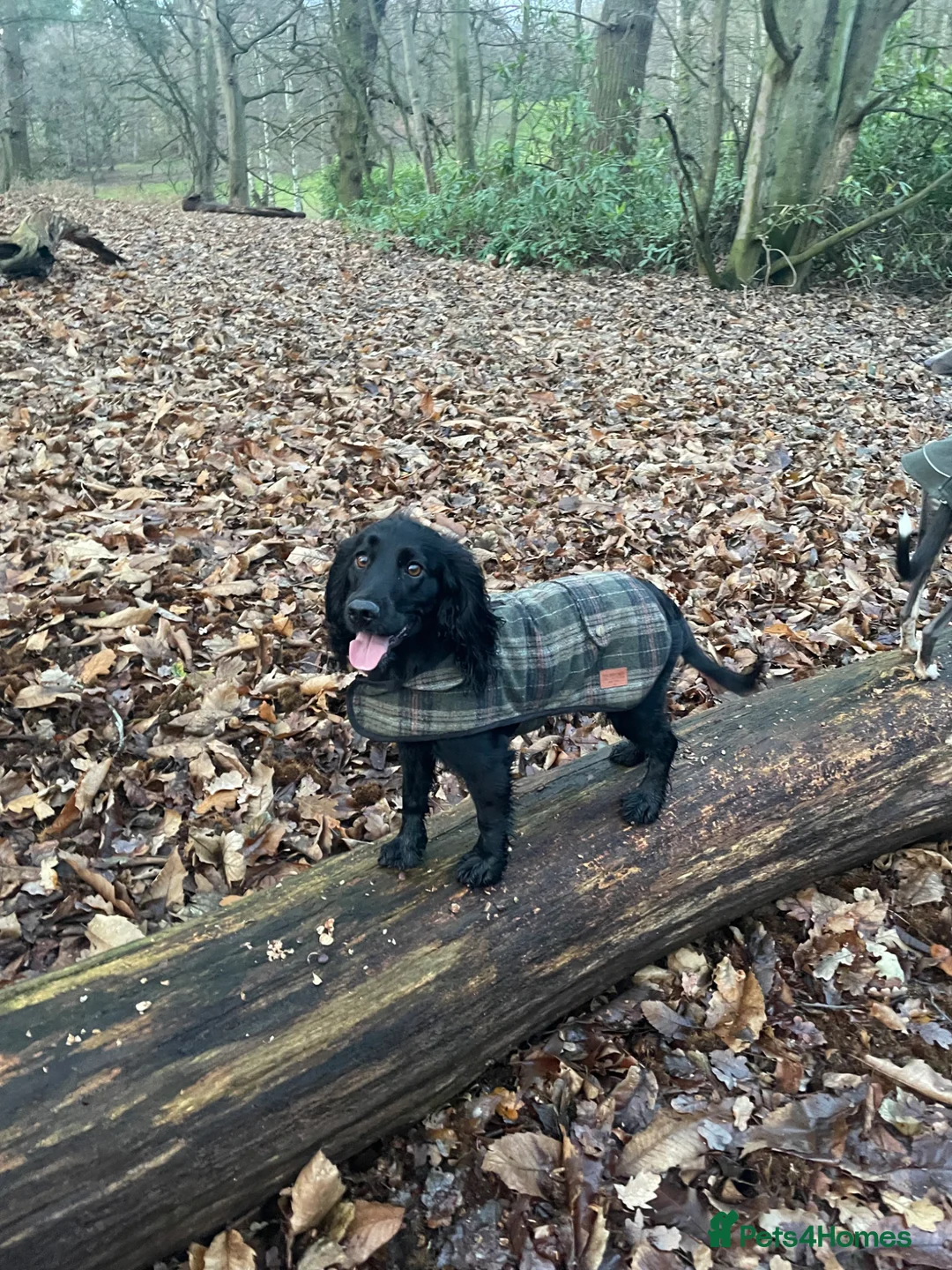 Cocker Spaniel dogs for sale: River 🩷 in Doncaster - Advert 7