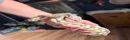 Python Snake reptiles for sale: Super Pastel Desert Ghost Ball Python  - Advert 2